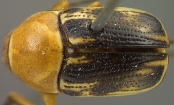 Media type: image;   Entomology 8393 Aspect: habitus dorsal view